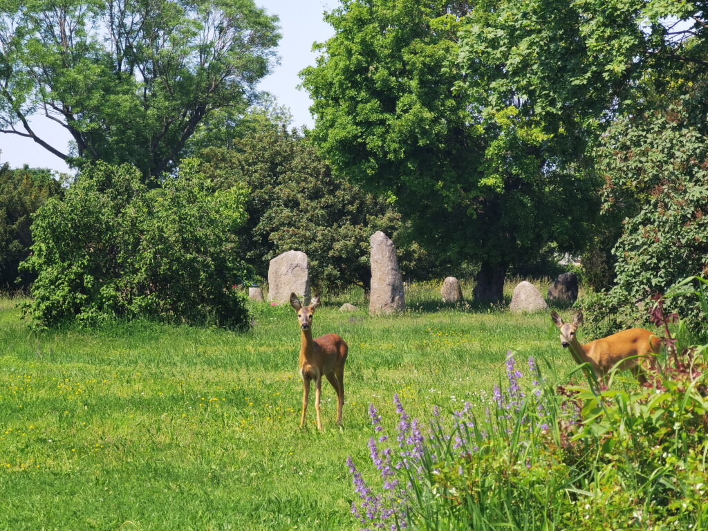 Ja, du kannst auf dem Zentralfriedhof Wien auch Rehe beobachten